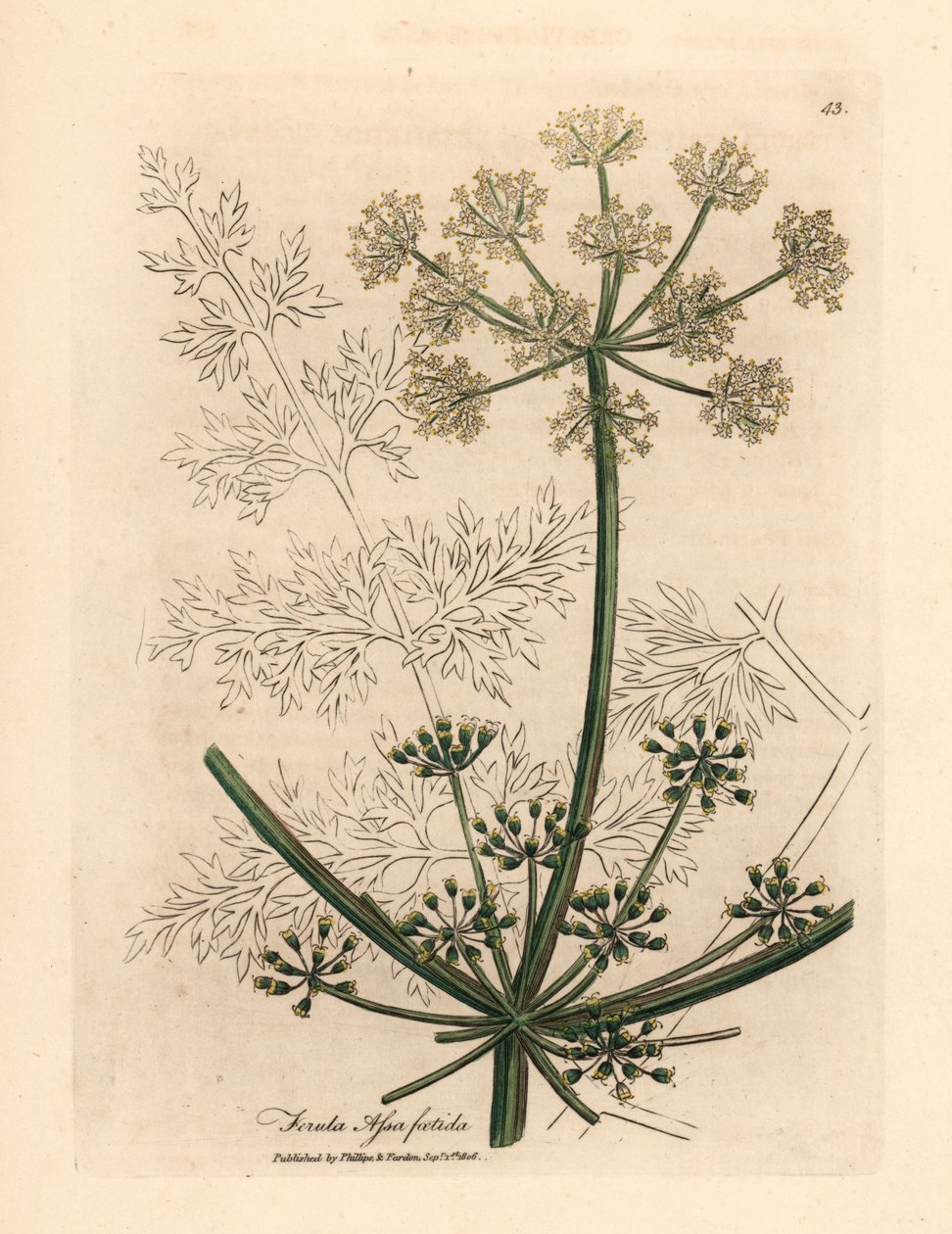 白花大茴香，Ferula assafoetida，摘自詹姆斯-索尔比（James Sowerby）1832 年威廉-伍德维尔（William Woodville）和威廉-杰克逊-胡克爵士（Sir William Jackson Hooker）《医学植物学》中的一幅植物插图（手工彩色铜版雕刻）。 作者 詹姆斯（后）索尔比