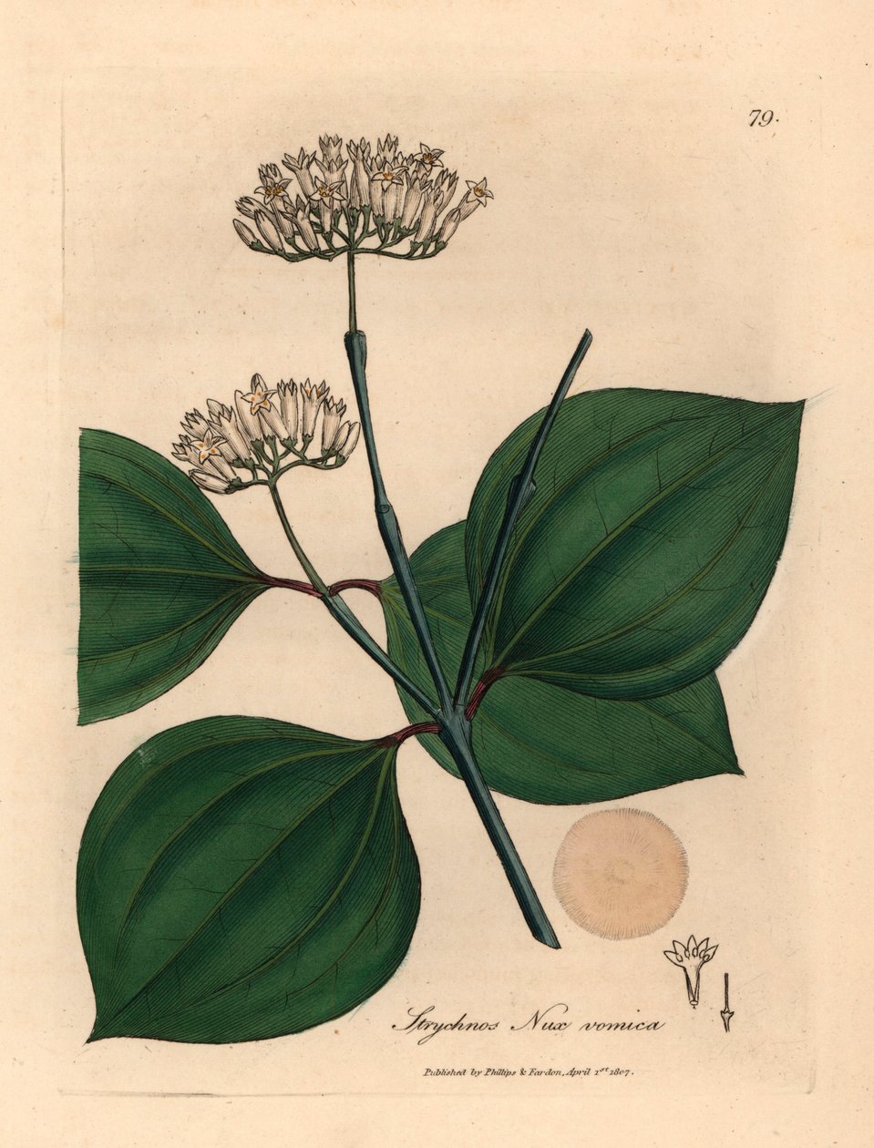 白花毒坚果，Strychnos nux vomica，出自詹姆斯-索尔比（James Sowerby）1832 年威廉-伍德维尔（William Woodville）和威廉-杰克逊-胡克爵士（Sir William Jackson Hooker）的《医学植物学》中的植物插图（手工彩色铜版雕刻）。 作者 詹姆斯（后）索尔比
