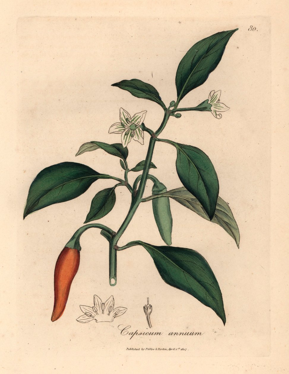 白花猩红天竺胡椒，Capsicum annuum，摘自詹姆斯-索尔比（James Sowerby）1832 年威廉-伍德维尔（William Woodville）和威廉-杰克逊-胡克爵士（Sir William Jackson Hooker）的《医学植物学》中的一幅植物插图（手工彩色铜版雕刻）。 作者 詹姆斯（后）索尔比
