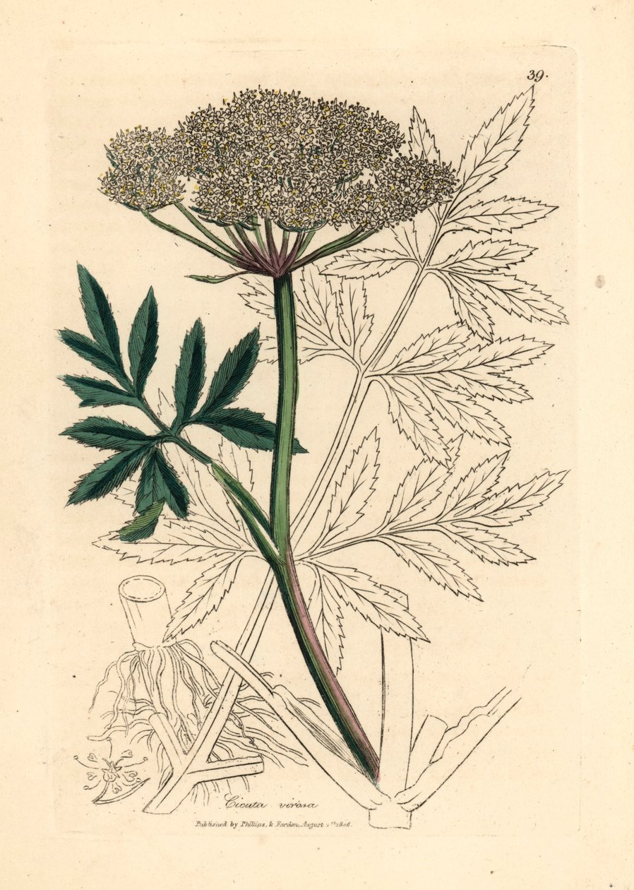 白花水杉，摘自詹姆斯-索尔比（James Sowerby）1832 年威廉-伍德维尔（William Woodville）和威廉-杰克逊-胡克尔（William Jackson Hooker）爵士的《医学植物学》中的植物插图（手工彩色铜版雕刻）。 作者 詹姆斯（后）索尔比