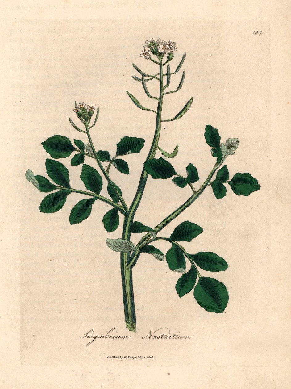 白花水芹，Sisymbrium nasturtium，出自詹姆斯-索尔比（James Sowerby）1832 年威廉-伍德维尔（William Woodville）和威廉-杰克逊-胡克爵士（Sir William Jackson Hooker）的《医学植物学》中的一幅植物插图（手工彩色铜版雕刻）。 作者 詹姆斯（后）索尔比