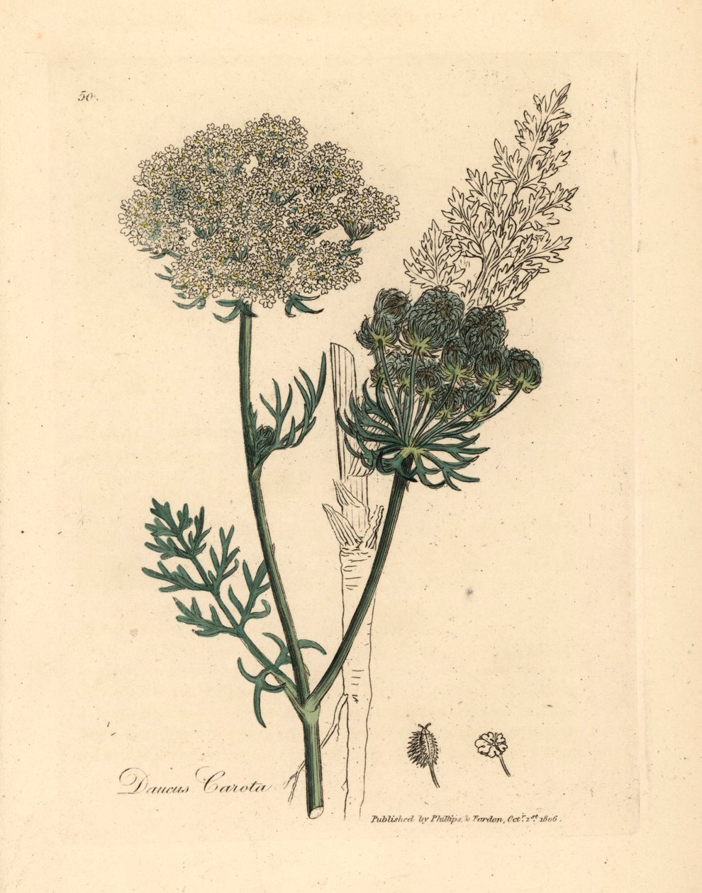 白花野生胡萝卜（Daucus carota），出自詹姆斯-索尔比（James Sowerby）1832 年威廉-伍德维尔（William Woodville）和威廉-杰克逊-胡克爵士（Sir William Jackson Hooker）的《医学植物学》中的一幅植物插图（手工彩色铜版雕刻）。 作者 詹姆斯（后）索尔比
