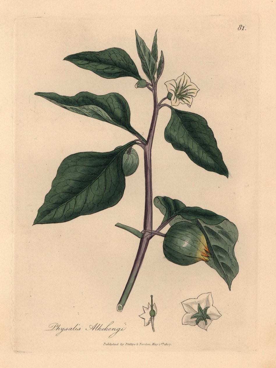 白花冬樱桃，Physalis alkekengi，选自詹姆斯-索尔比（James Sowerby）1832 年威廉-伍德维尔（William Woodville）和威廉-杰克逊-胡克爵士（Sir William Jackson Hooker）的《医学植物学》中的植物插图（手工彩色铜版雕刻）。 作者 詹姆斯（后）索尔比
