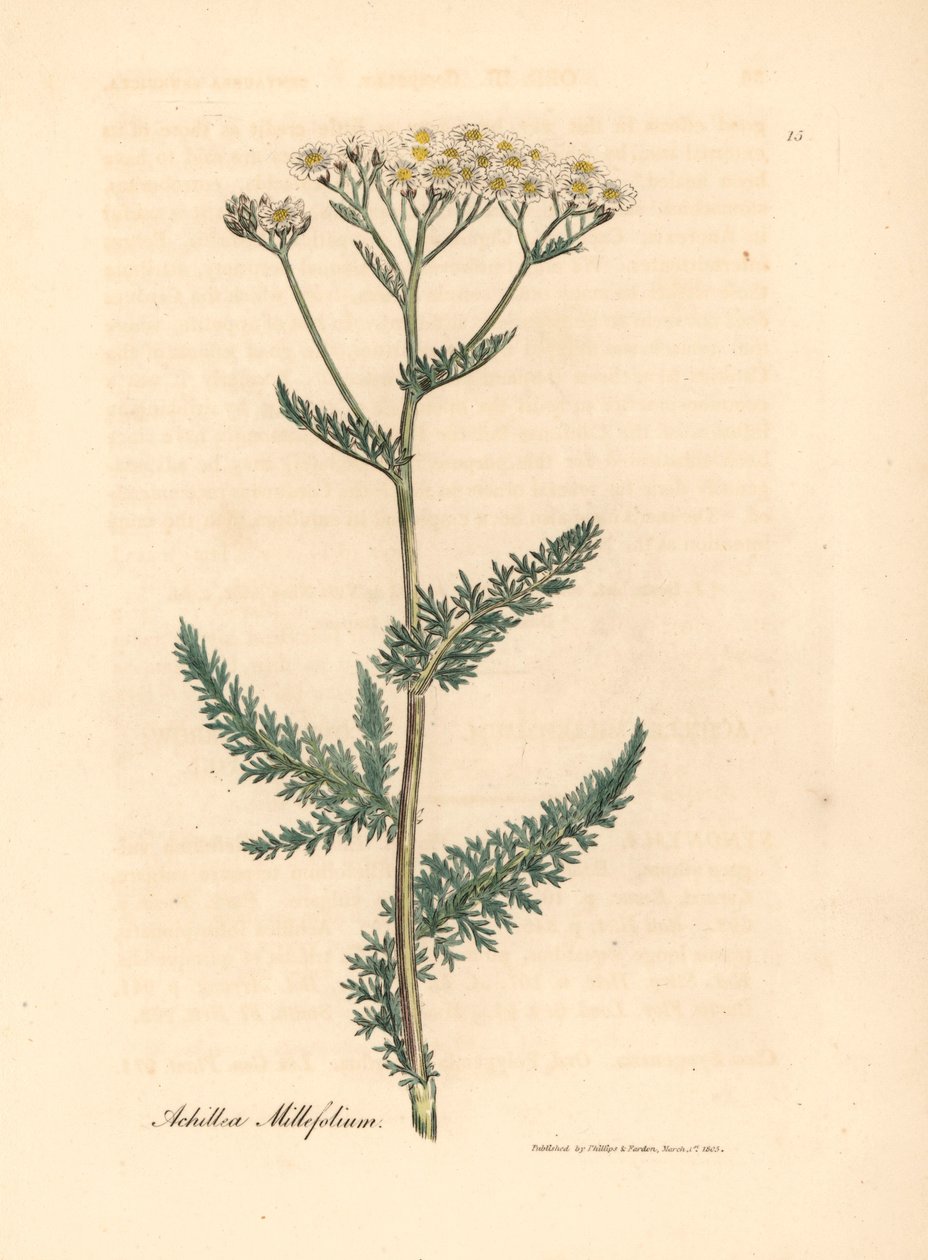 白花欧蓍草（Achillea millefolium），出自詹姆斯-索尔比（James Sowerby）1832 年威廉-伍德维尔（William Woodville）和威廉-杰克逊-胡克爵士（Sir William Jackson Hooker）的《医学植物学》中的一幅植物插图（手工彩色铜版雕刻）。 作者 詹姆斯（后）索尔比