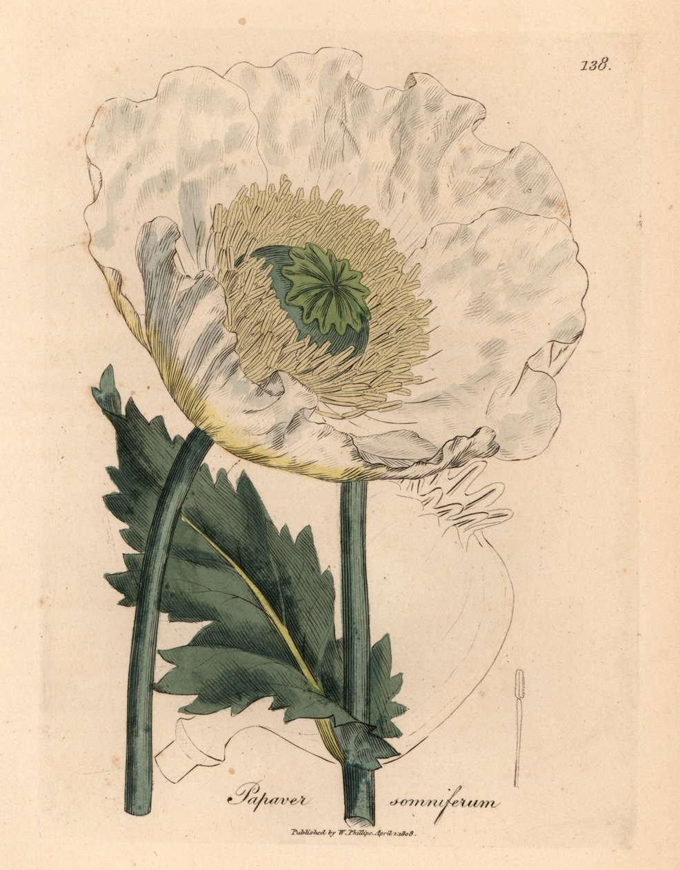 白罂粟，Papaver somniferum，出自詹姆斯-索尔比（James Sowerby）1832 年威廉-伍德维尔和威廉-杰克逊-胡克爵士的《医学植物学》中的一幅植物插图（手工彩色铜版雕刻）。 作者 詹姆斯（后）索尔比