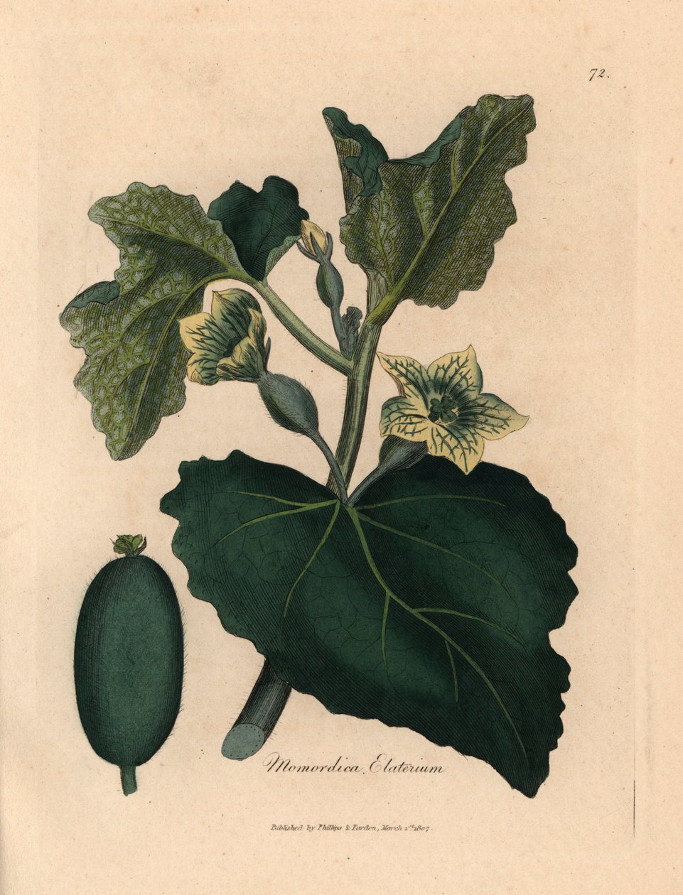喷水黄瓜（Momordica elaterium）的黄花、叶子和果实，摘自詹姆斯-索尔比（James Sowerby）1832 年威廉-伍德维尔（William Woodville）和威廉-杰克逊-胡克尔（William Jackson Hooker）爵士的《医学植物学》中的植物插图（手工彩色铜版雕刻）。 作者 詹姆斯（后）索尔比