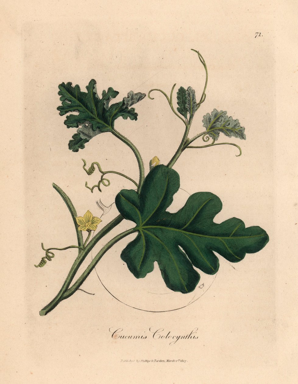 黄花苦瓜（Cucumis colocynthis），出自詹姆斯-索尔比（James Sowerby）1832 年威廉-伍德维尔（William Woodville）和威廉-杰克逊-胡克爵士（Sir William Jackson Hooker）的《医学植物学》中的植物插图（手工彩色铜版雕刻）。 作者 詹姆斯（后）索尔比