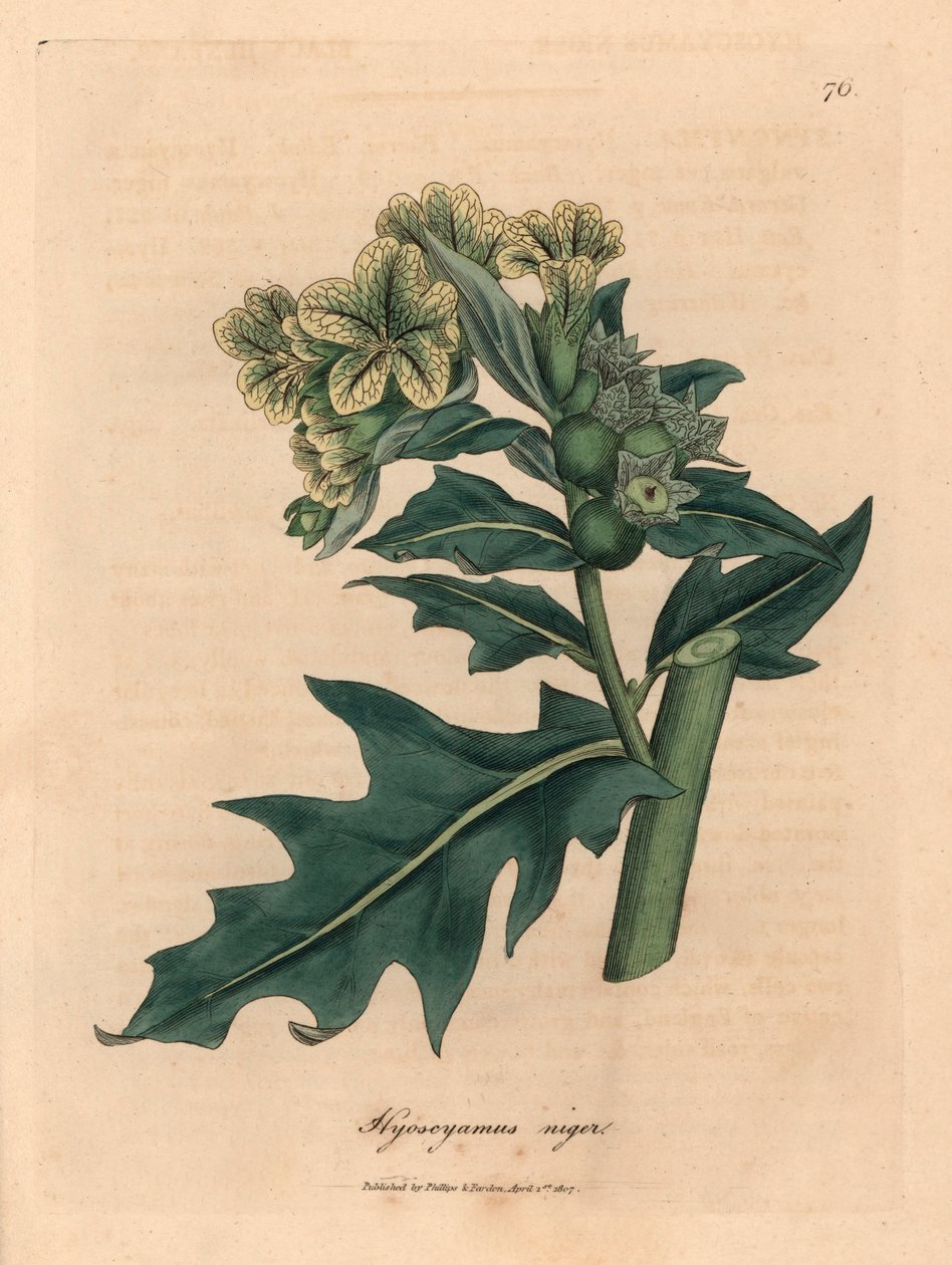 黄花黑鸡冠花（Hyoscyamus niger），出自詹姆斯-索尔比（James Sowerby）1832 年威廉-伍德维尔（William Woodville）和威廉-杰克逊-胡克爵士（Sir William Jackson Hooker）的《医学植物学》中的一幅植物插图（手工彩色铜版雕刻）。 作者 詹姆斯（后）索尔比