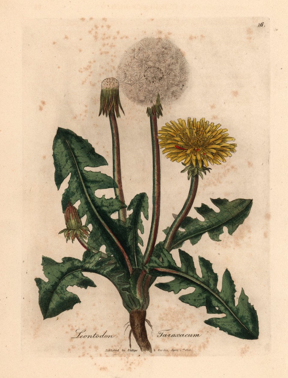 黄花蒲公英（Leontodon taraxacum），出自詹姆斯-索尔比（James Sowerby）1832 年威廉-伍德维尔和威廉-杰克逊-胡克爵士的《医学植物学》中的植物插图（手工彩色铜版雕刻）。 作者 詹姆斯（后）索尔比