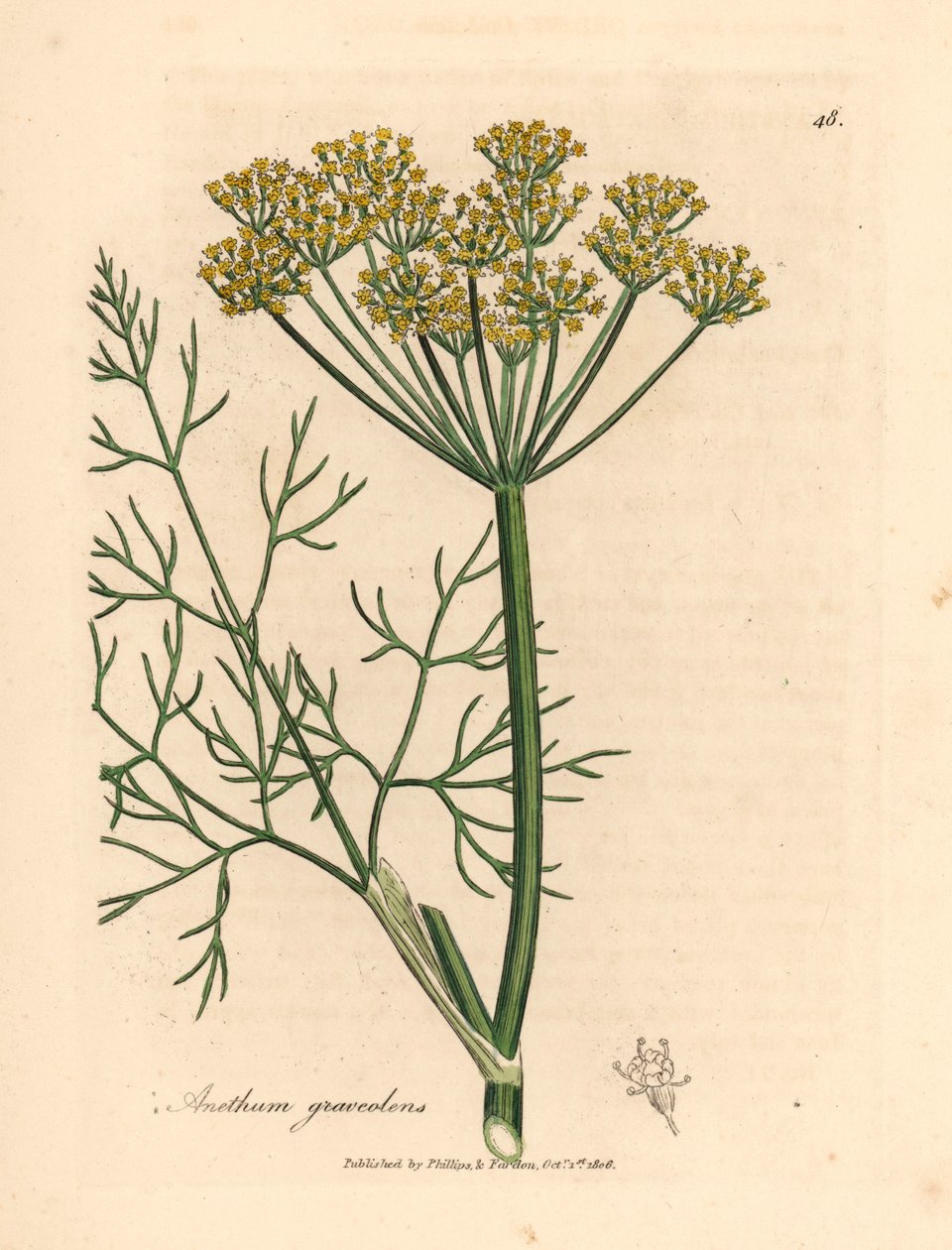黄花莳萝 Anethum graveolens，出自詹姆斯-索尔比（James Sowerby）1832 年威廉-伍德维尔（William Woodville）和威廉-杰克逊-胡克爵士（Sir William Jackson Hooker）的《医学植物学》中的植物插图（手工彩色铜版雕刻）。 作者 詹姆斯（后）索尔比