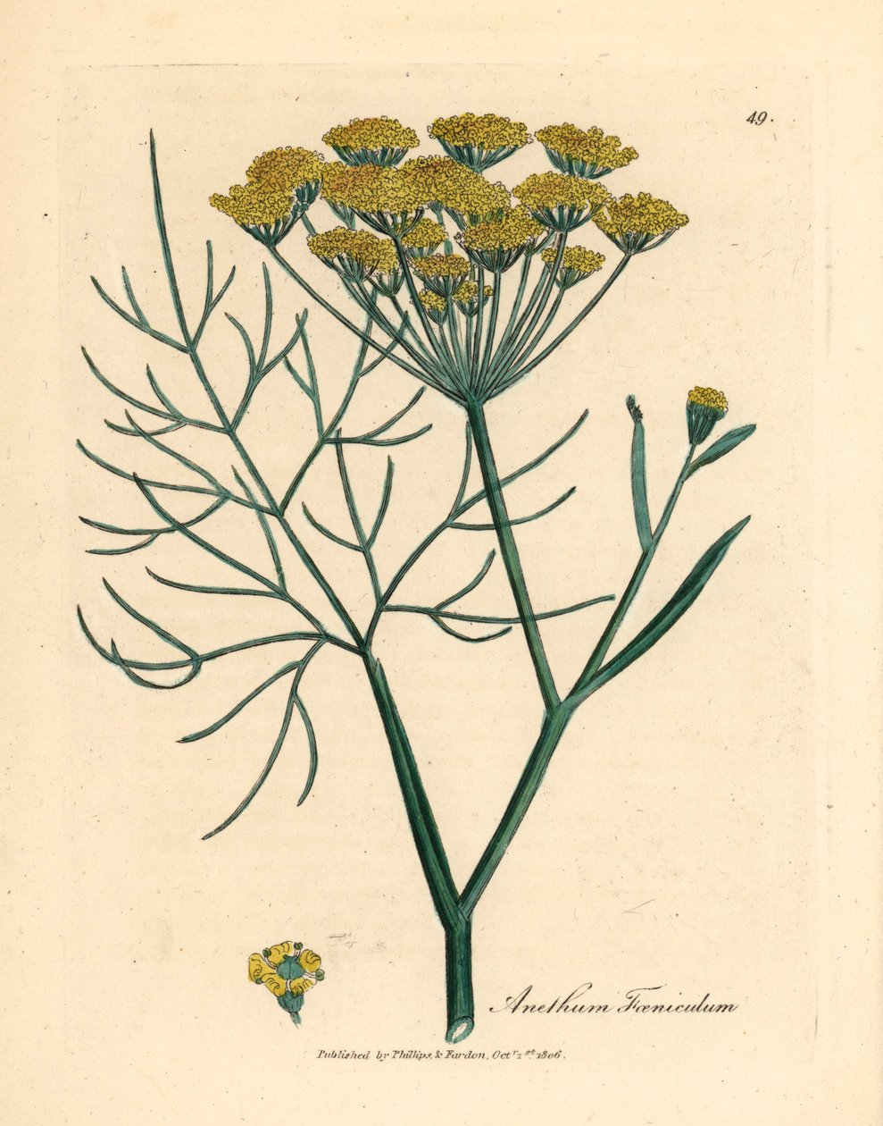 黄花茴香（Anethum foeniculum），出自詹姆斯-索尔比（James Sowerby）1832 年威廉-伍德维尔（William Woodville）和威廉-杰克逊-胡克爵士（Sir William Jackson Hooker）的《医学植物学》中的植物插图（手工彩色铜版雕刻）。 作者 詹姆斯（后）索尔比