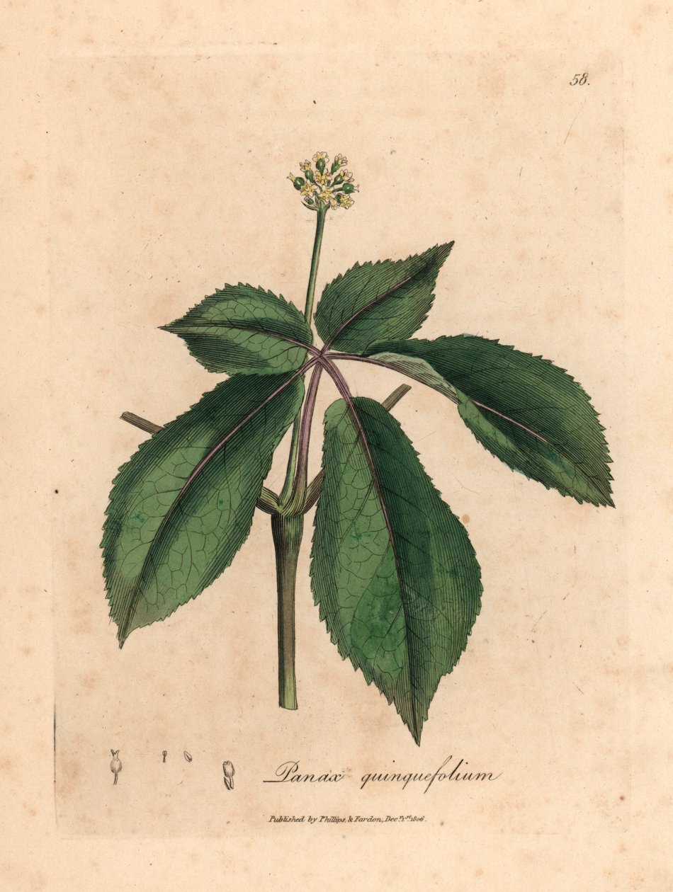 黄花人参（Panax quinquefolium），出自詹姆斯-索尔比（James Sowerby）1832 年威廉-伍德维尔（William Woodville）和威廉-杰克逊-胡克爵士（Sir William Jackson Hooker）的《医学植物学》中的一幅植物插图（手工彩色铜版雕刻）。 作者 詹姆斯（后）索尔比