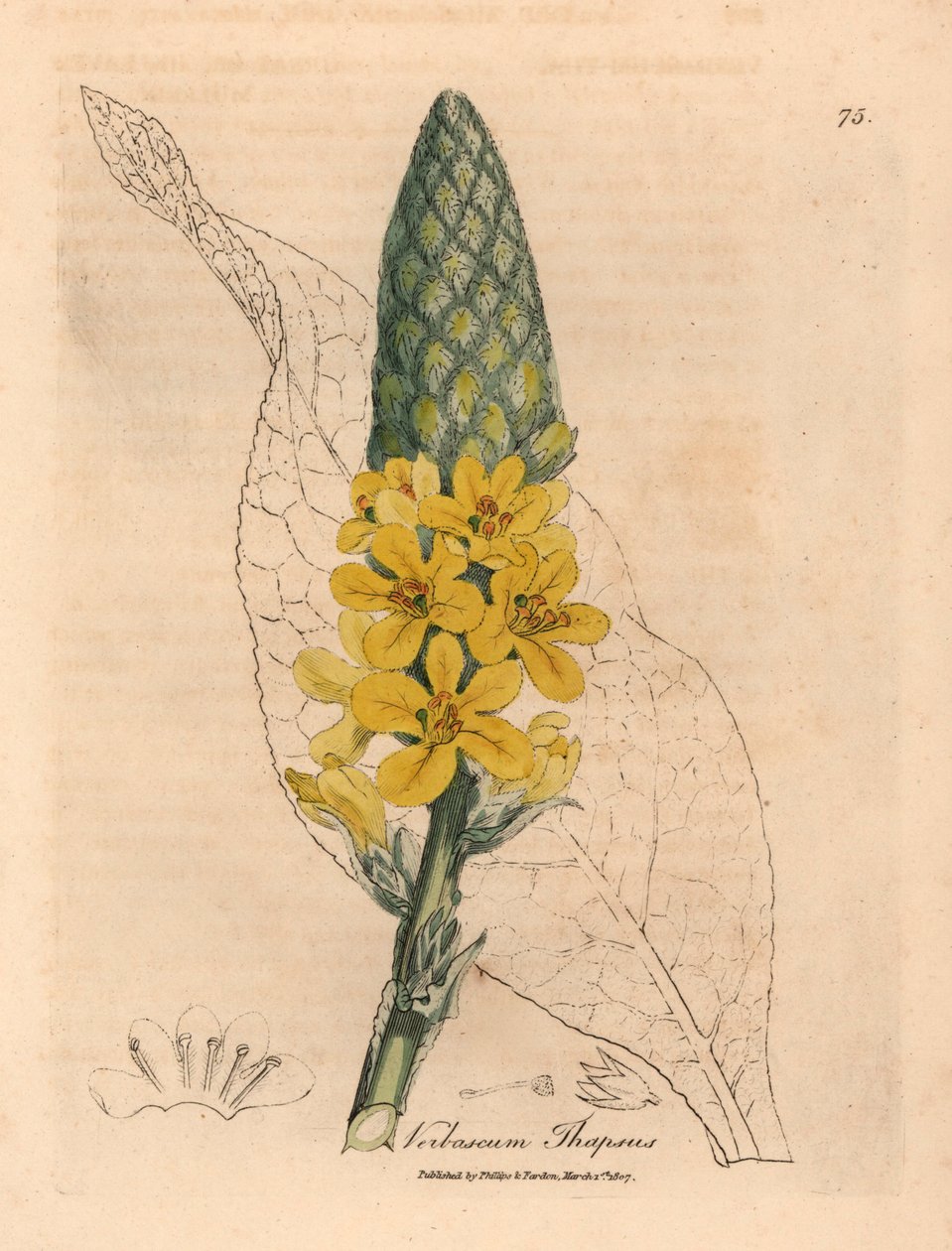 黄花大阔叶毛蕊花，Verbascum thapsus，出自詹姆斯-索尔比（James Sowerby）1832 年威廉-伍德维尔（William Woodville）和威廉-杰克逊-胡克爵士（William Jackson Hooker）的《医学植物学》中的一幅植物插图（手工彩色铜版雕刻）。 作者 詹姆斯（后）索尔比