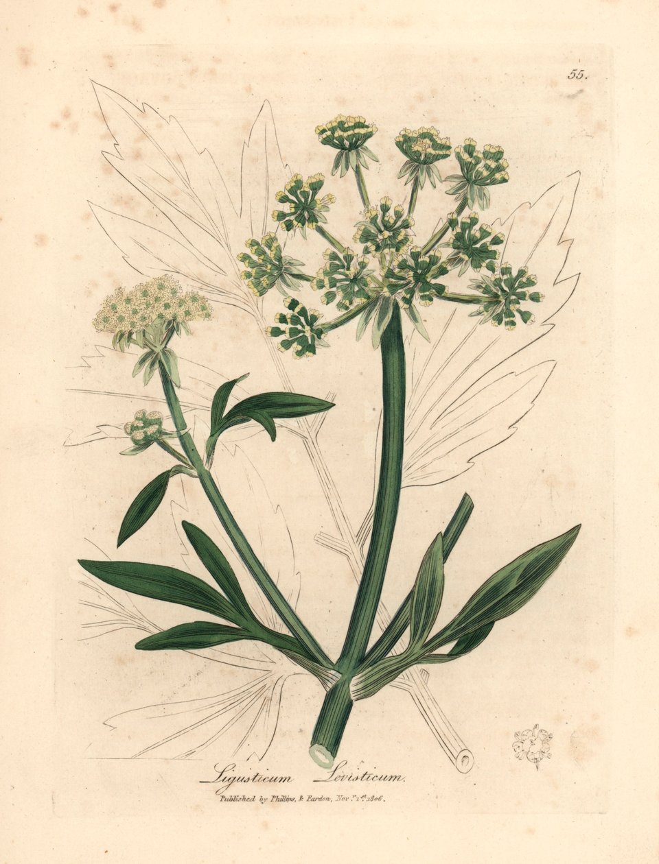 黄花耧斗菜，Ligusticum levisticum，出自詹姆斯-索尔比（James Sowerby）1832 年威廉-伍德维尔（William Woodville）和威廉-杰克逊-胡克爵士（Sir William Jackson Hooker）的《医学植物学》中的一幅植物插图（手工彩色铜版雕刻）。 作者 詹姆斯（后）索尔比