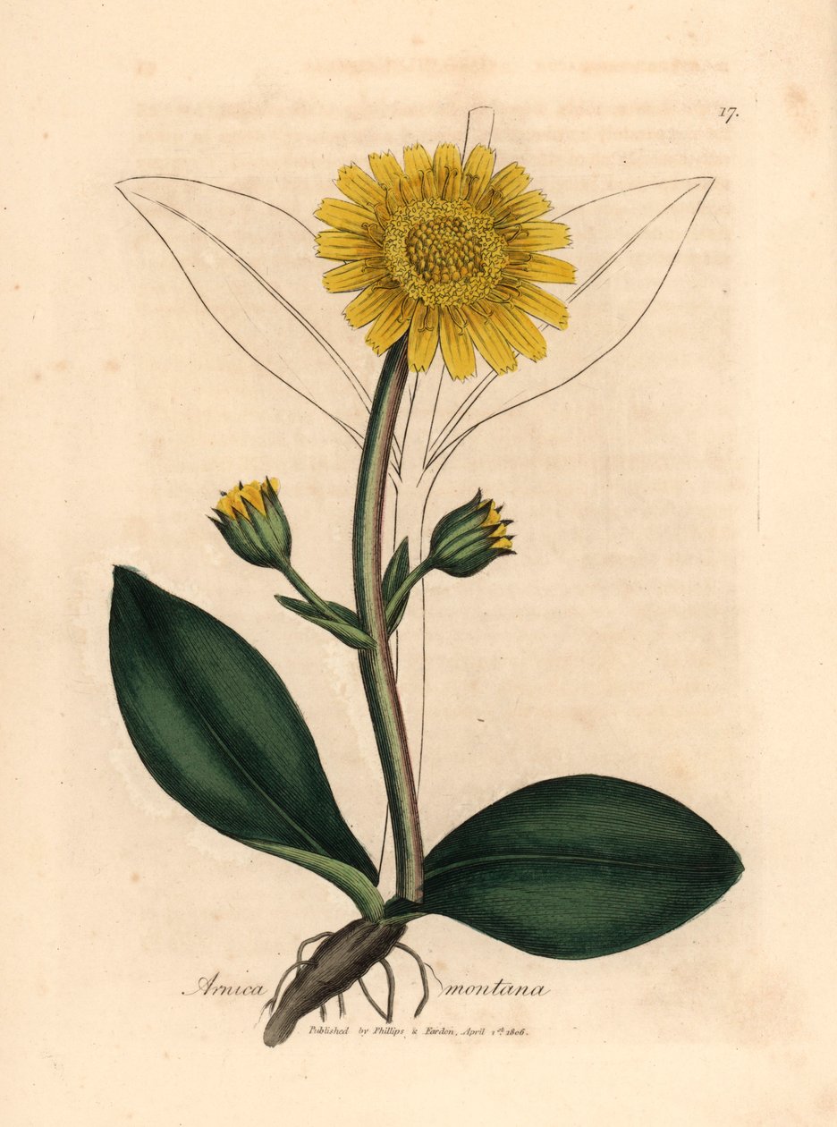 黄花山金车，山金车，摘自詹姆斯-索尔比（James Sowerby）1832 年威廉-伍德维尔（William Woodville）和威廉-杰克逊-胡克爵士（Sir William Jackson Hooker）《医学植物学》中的植物插图（手工彩色铜版雕刻）。 作者 詹姆斯（后）索尔比