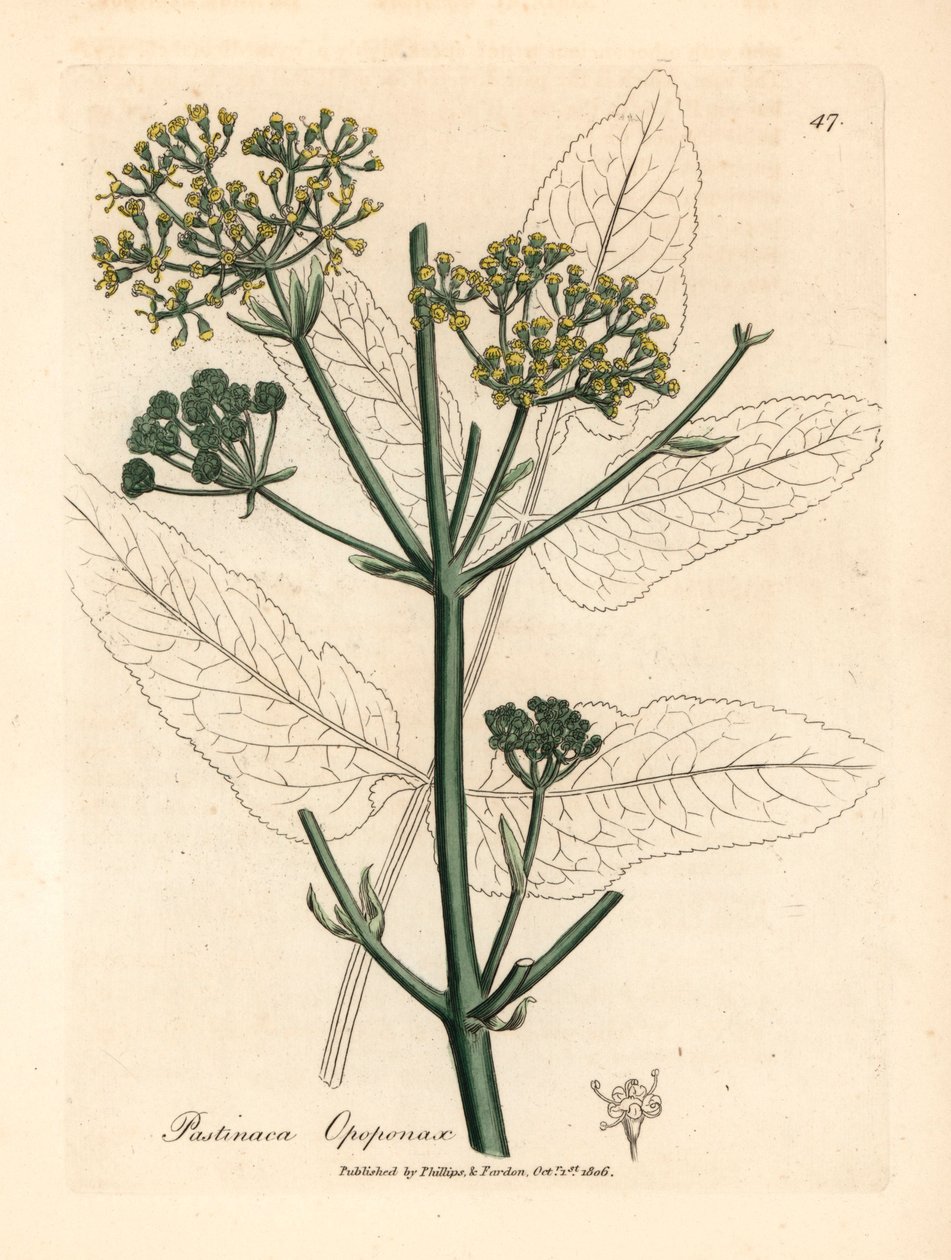 黄花欧巴桑或粗欧巴桑（Pastinaca opopanax），摘自詹姆斯-索尔比（James Sowerby）1832 年威廉-伍德维尔（William Woodville）和威廉-杰克逊-胡克爵士（Sir William Jackson Hooker）《医学植物学》中的一幅植物插图（手工彩色铜版雕刻）。 作者 詹姆斯（后）索尔比