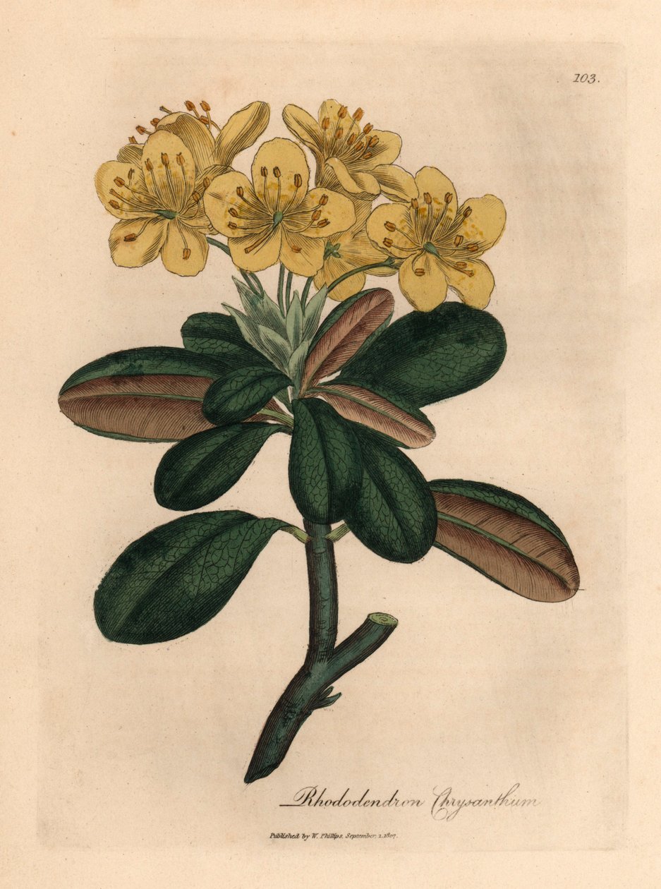 黄花杜鹃，Rhododendron chrysanthemum，出自詹姆斯-索尔比（James Sowerby）1832 年威廉-伍德维尔（William Woodville）和威廉-杰克逊-胡克爵士（William Jackson Hooker）的《医学植物学》中的一幅植物插图（手工彩色铜版雕刻）。 作者 詹姆斯（后）索尔比