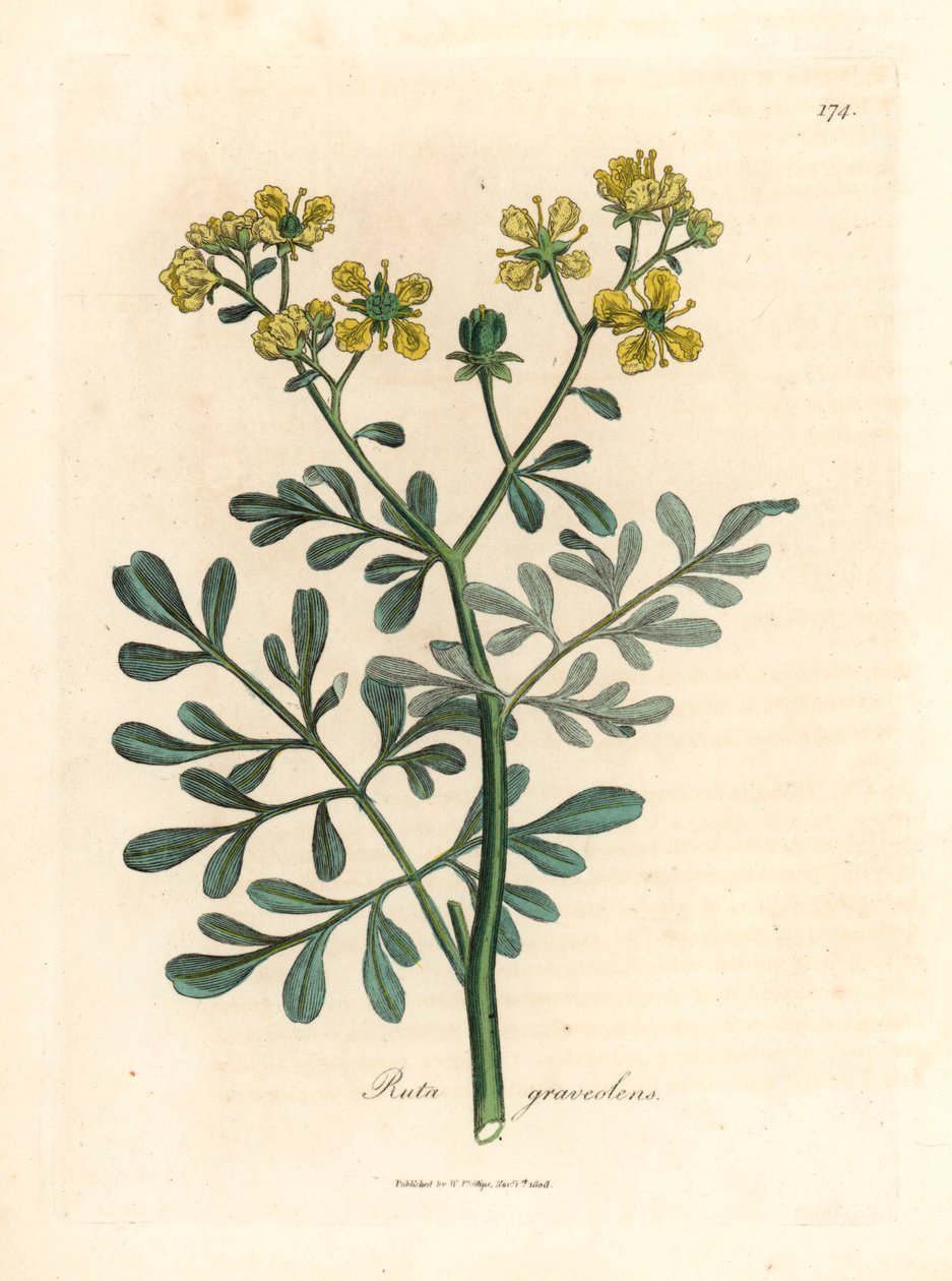 黄花芸香，Ruta graveolens，出自詹姆斯-索尔比（James Sowerby）1832 年威廉-伍德维尔和威廉-杰克逊-胡克爵士的《医学植物学》中的一幅植物插图（手工彩色铜版雕刻）。 作者 詹姆斯（后）索尔比