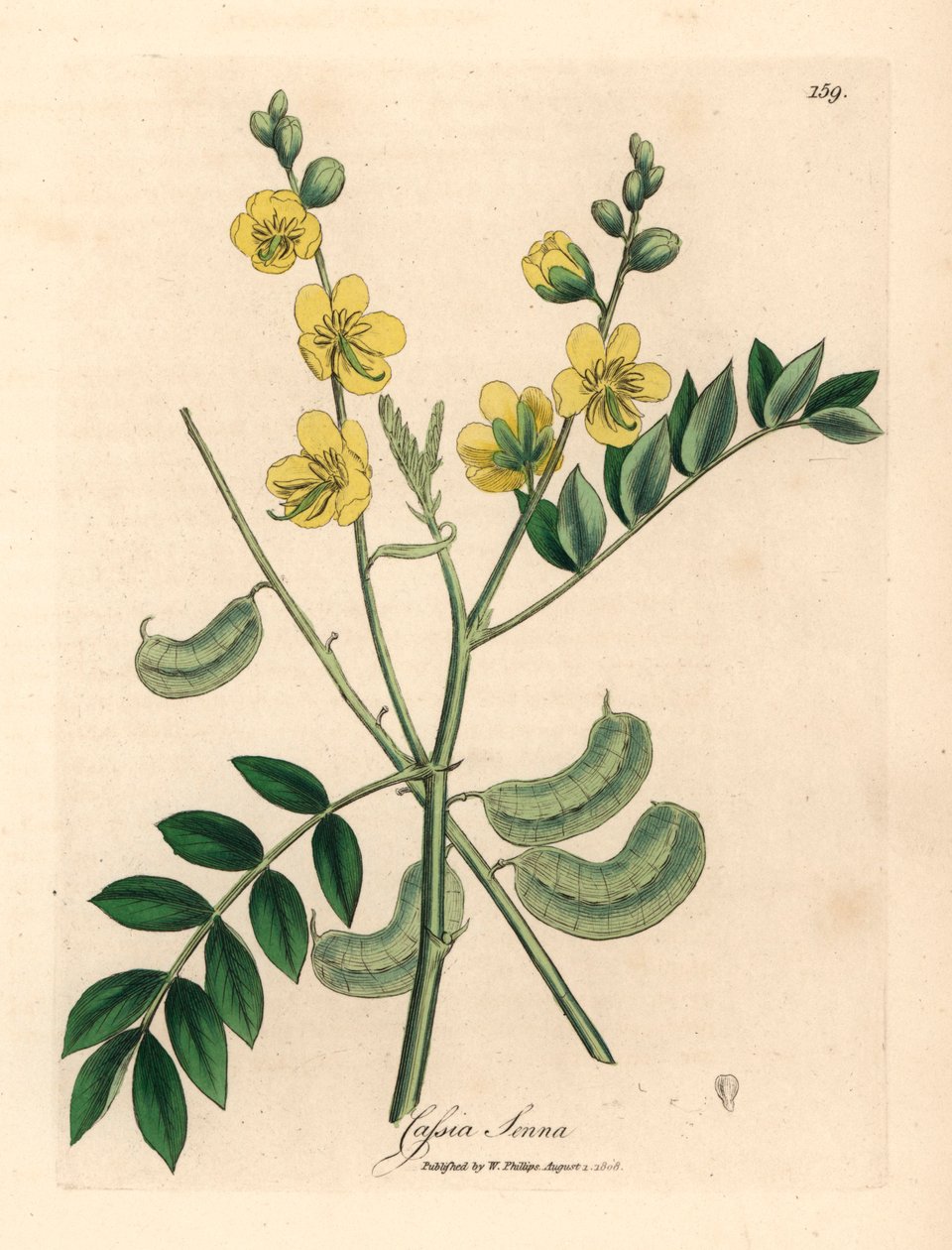 带豆荚的黄花番泻叶或埃及决明，Cassia senna，摘自詹姆斯-索尔比（James Sowerby）1832 年威廉-伍德维尔（William Woodville）和威廉-杰克逊-胡克爵士（Sir William Jackson Hooker）《医学植物学》中的一幅植物插图（手工彩色铜版雕刻）。 作者 詹姆斯（后）索尔比