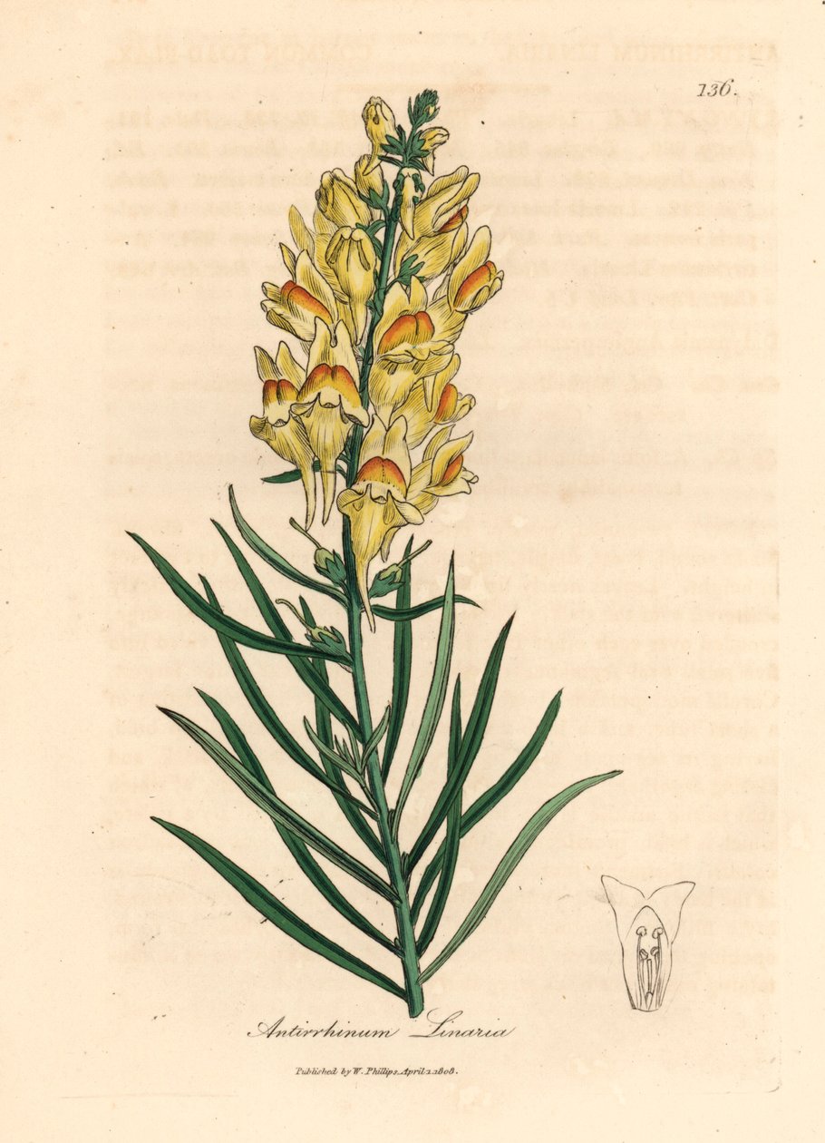 黄花金鱼草，选自詹姆斯-索尔比（James Sowerby）1832 年威廉-伍德维尔（William Woodville）和威廉-杰克逊-胡克爵士（Sir William Jackson Hooker）《医学植物学》中的植物插图（手工彩色铜版雕刻）。 作者 詹姆斯（后）索尔比