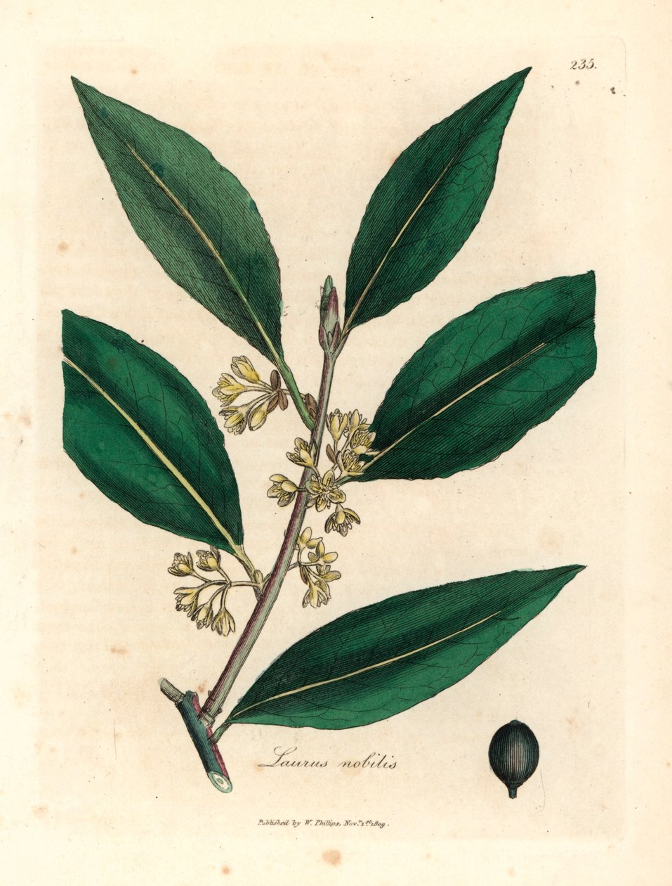 黄花月桂叶，来自詹姆斯-索尔比（James Sowerby）1832 年威廉-伍德维尔（William Woodville）和威廉-杰克逊-胡克爵士（Sir William Jackson Hooker）《医学植物学》中的植物插图（手工彩色铜版雕刻）。 作者 詹姆斯（后）索尔比