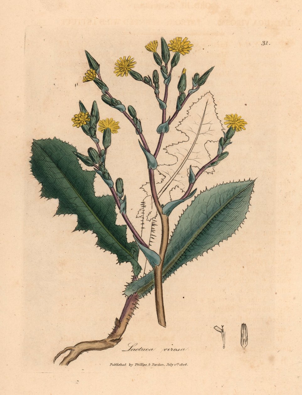 黄花野莴苣（Lactuca virosa），出自詹姆斯-索尔比（James Sowerby）1832 年威廉-伍德维尔（William Woodville）和威廉-杰克逊-胡克爵士（Sir William Jackson Hooker）的《医学植物学》中的一幅植物插图（手工彩色铜版雕刻）。 作者 詹姆斯（后）索尔比