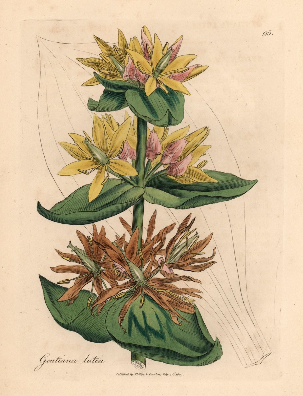 黄龙胆（Gentiana lutea），出自詹姆斯-索尔比（James Sowerby）1832 年威廉-伍德维尔和威廉-杰克逊-胡克爵士的《医学植物学》中的植物插图（手工彩色铜版雕刻）。 作者 詹姆斯（后）索尔比