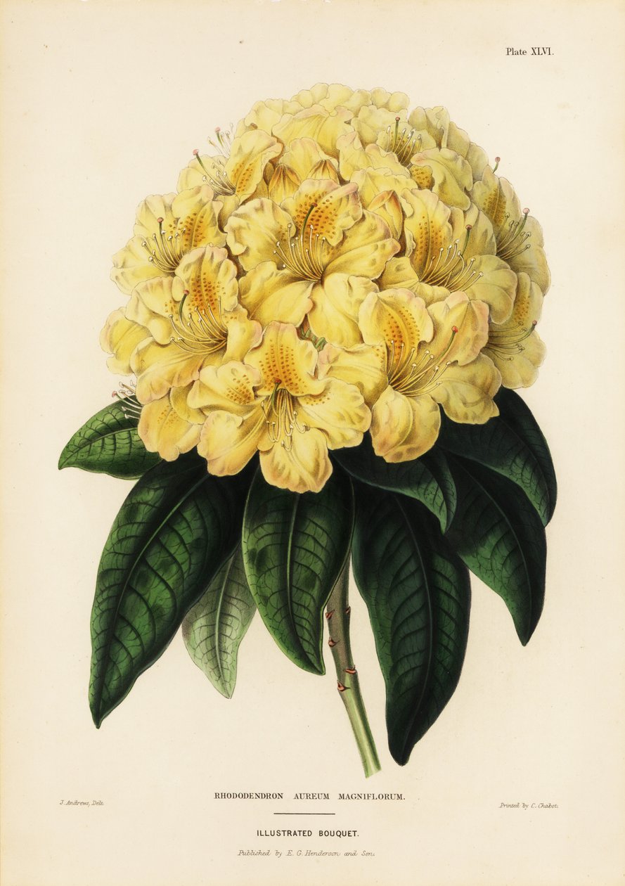 Golden rhododendron, Rhodendron aureum magniflorum 作者 詹姆斯·安德鲁斯