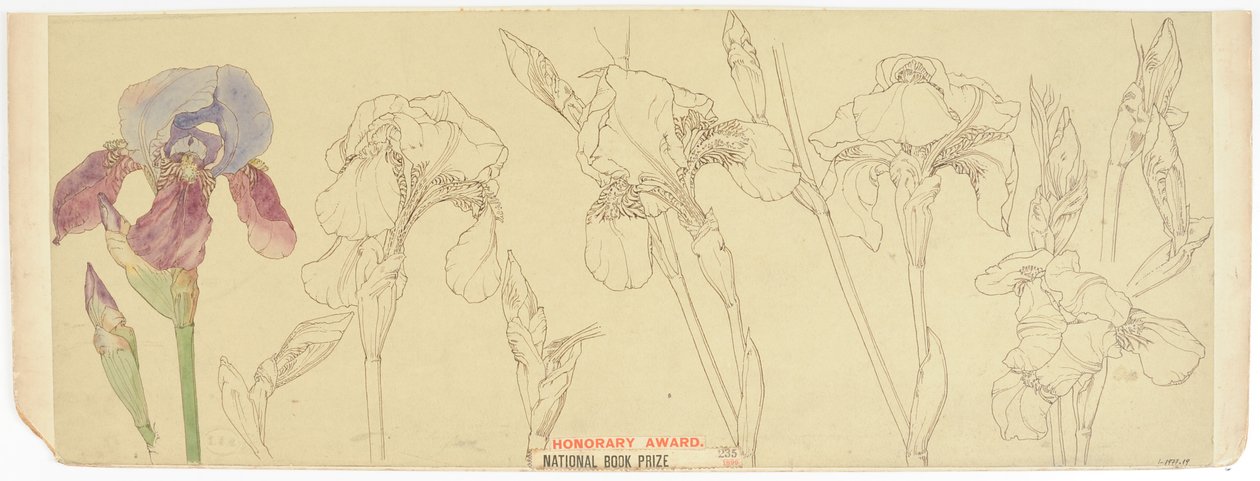 植物研究，1900-30（纸上写着） 作者 詹姆斯·阿瑟顿