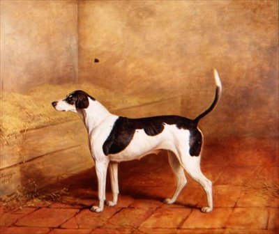 马厩里的猎犬 "Nosegay"。 作者 詹姆斯·巴伦格