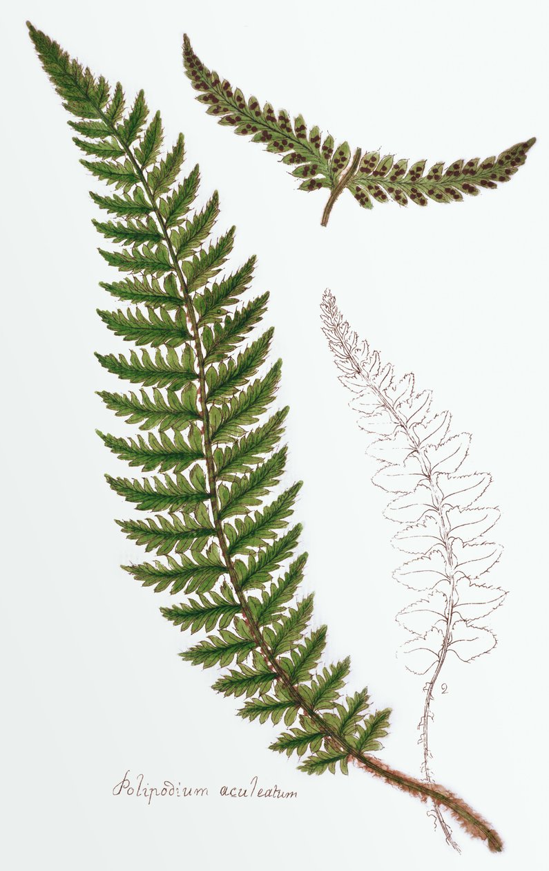 “ Polipodium aculeatum”，现为Polystichum achuleatum，是大不列颠群岛上常见的潮湿树林蕨类植物，出自“ Filices Brittanicae；英国适当蕨类植物的历史”，1785年 作者 詹姆斯·博尔顿