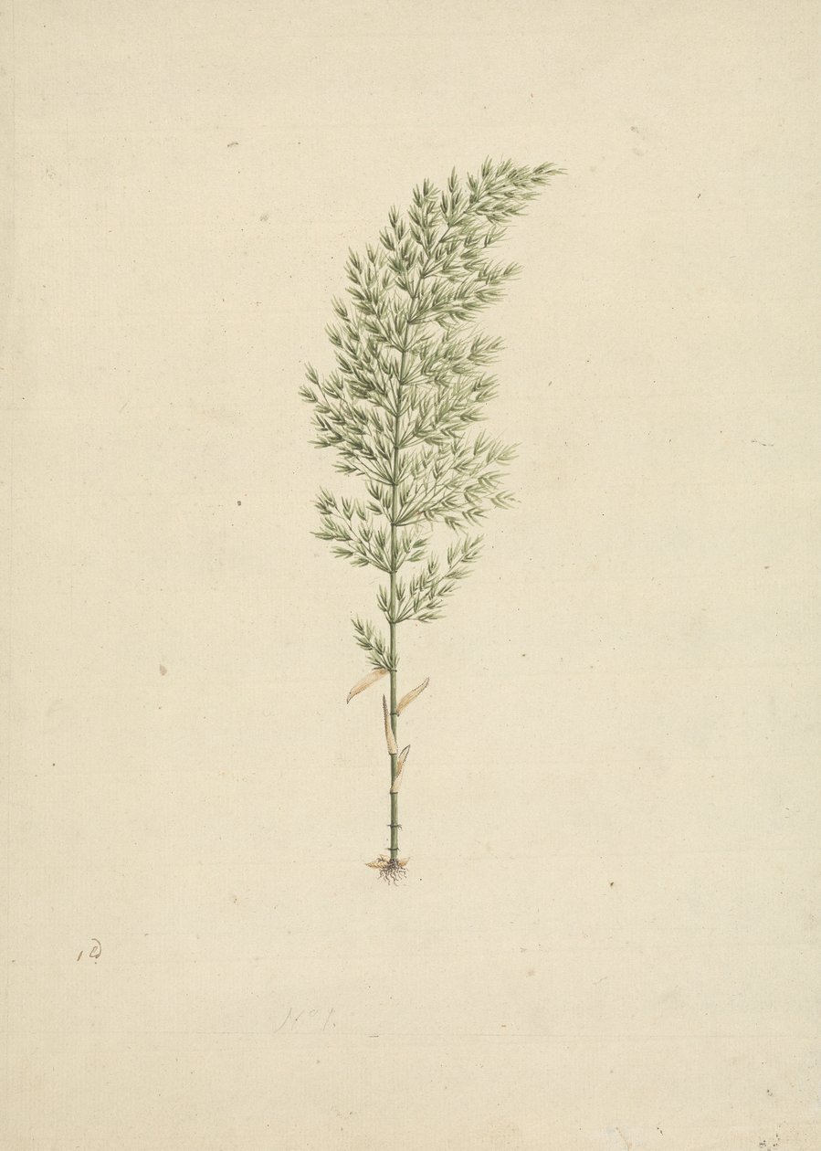 Arundinaria alpina K. Schum.(非洲竹）：带有根系的习性绘制完成 作者 詹姆斯·布鲁斯