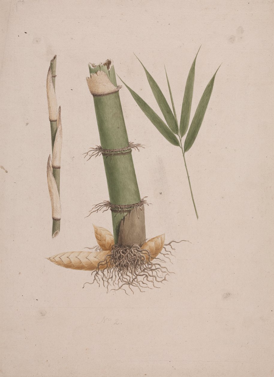 高山野古草 K. Schum。 （非洲竹）：茎和带叶的芽的剖面完成图 作者 詹姆斯·布鲁斯