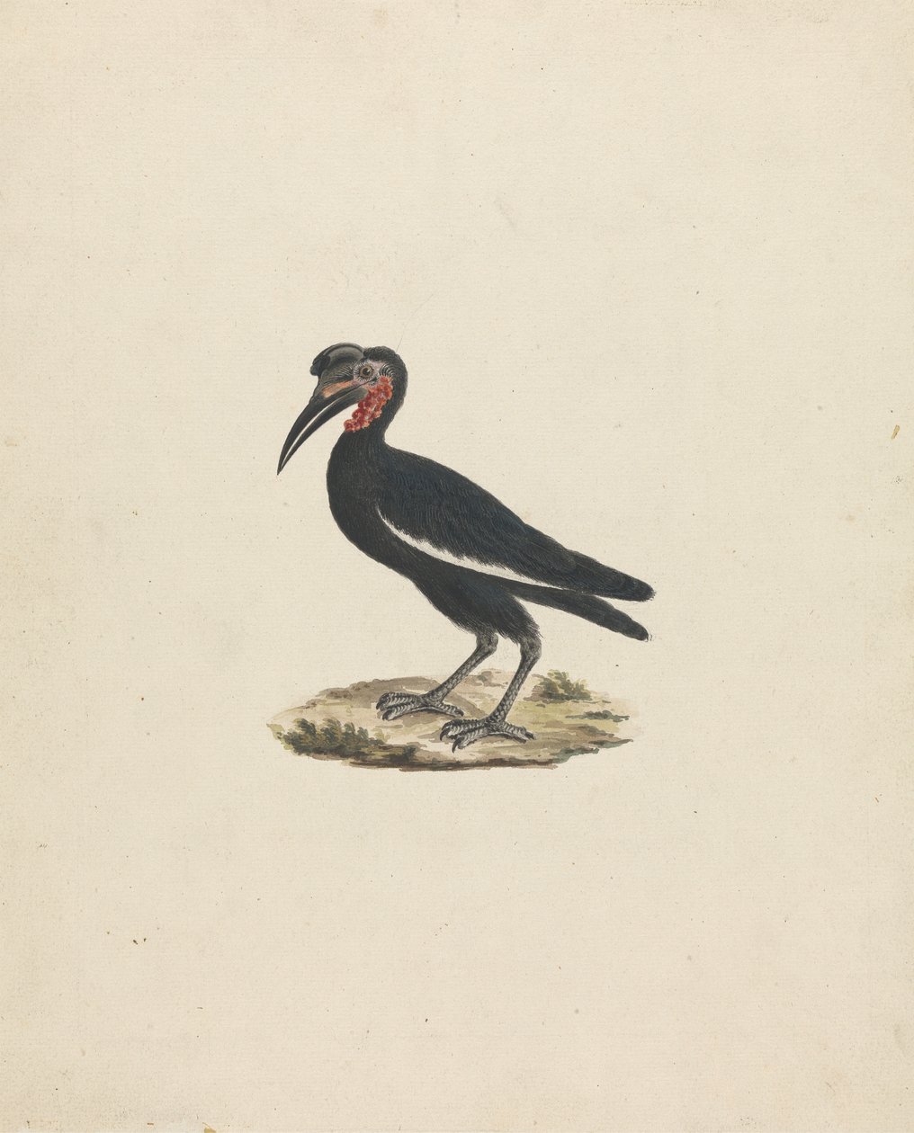 Bocorvus abyssinicus（阿比西尼亚地犀鸟） 作者 詹姆斯·布鲁斯