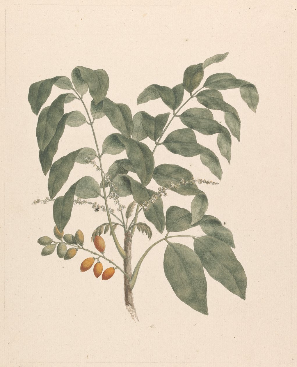 Brucea antidysenterica J. Miller（詹姆斯布鲁斯树）：添加了果茎的成品图 作者 詹姆斯·布鲁斯