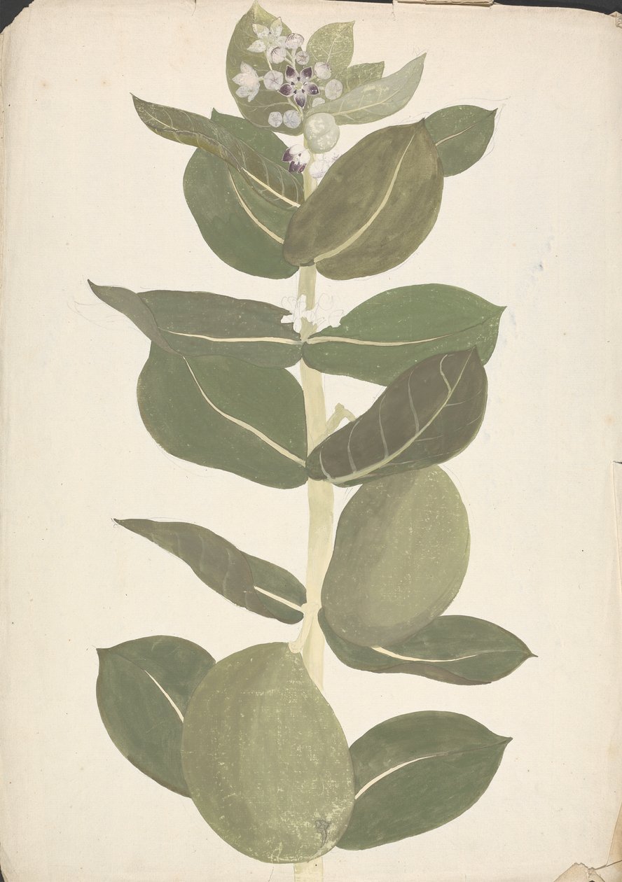 Calotropis procera (Ait.) Ait. f. (Apple of Sodom, Auricular Tree)：开花结果植物的成品图 作者 詹姆斯·布鲁斯