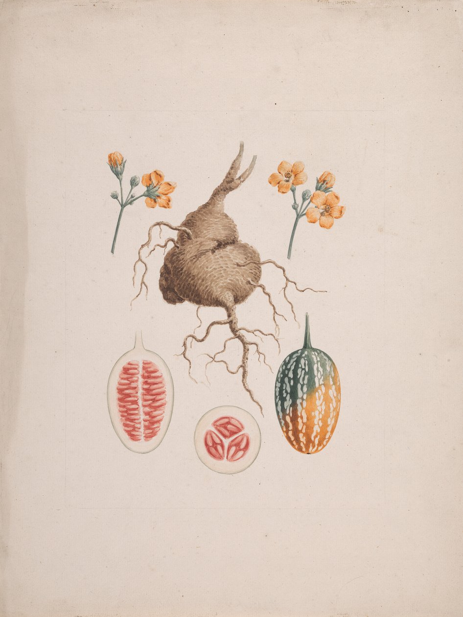 Coccinia abyssinica (Lam.)：成品图、块茎和果实细节 作者 詹姆斯·布鲁斯