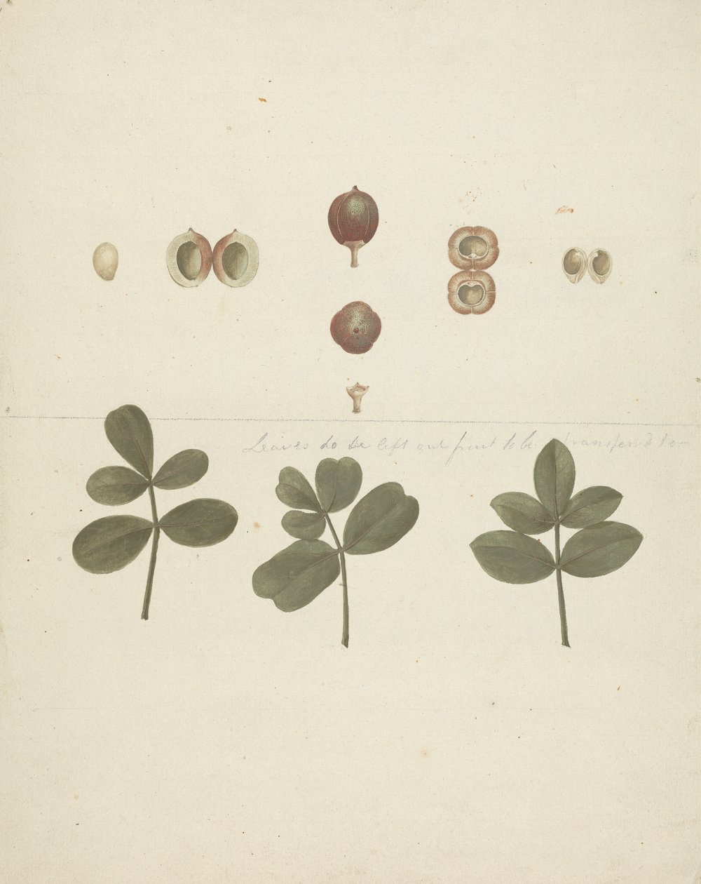 吉利德没药 (Commiphora gileadensis (L.) C. Chr.) （基列香脂，Opobalsam）：完成的水果图、解剖的水果和叶子 作者 詹姆斯·布鲁斯