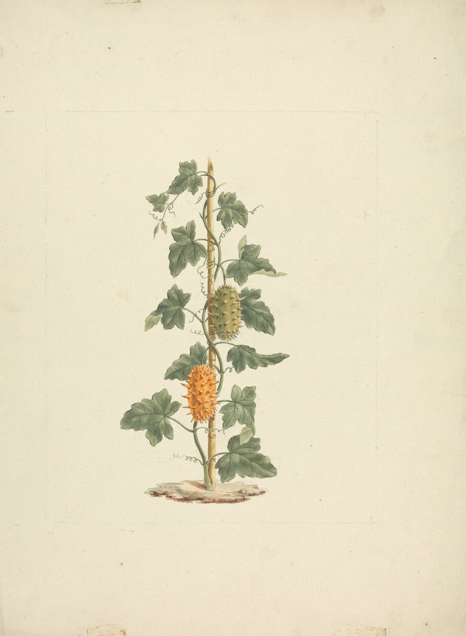 Cucumis metuliferus Naud（野生黄瓜）：成品图 作者 詹姆斯·布鲁斯
