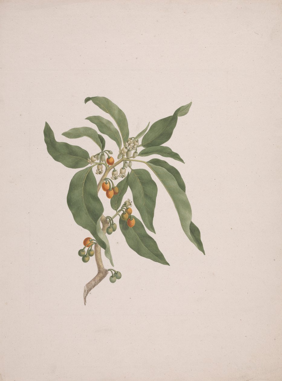 Discopodium penninervium Hochst. 作者 詹姆斯·布鲁斯
