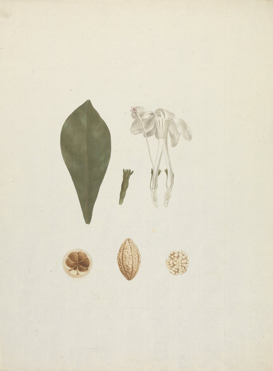 栀子花 Schum.& Thonn. (Jovis-Tonantis)：带有水果附加细节的成品图 作者 詹姆斯·布鲁斯
