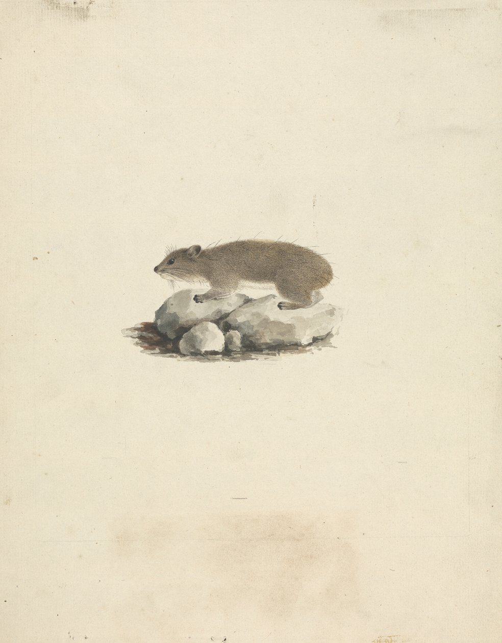 Heterohyrax brucei（黄斑岩蹄兔） 作者 詹姆斯·布鲁斯