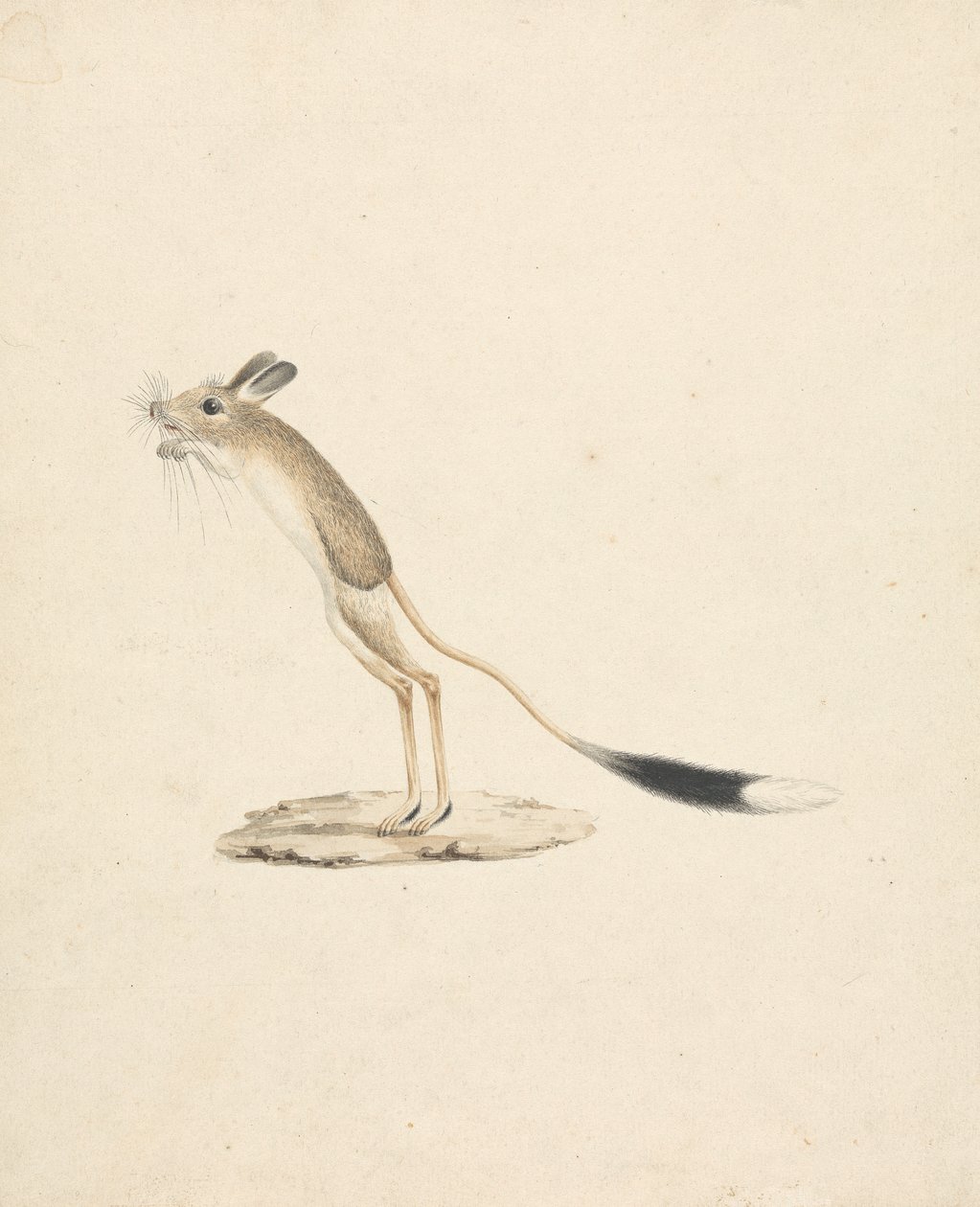 Jerboa 作者 詹姆斯·布鲁斯