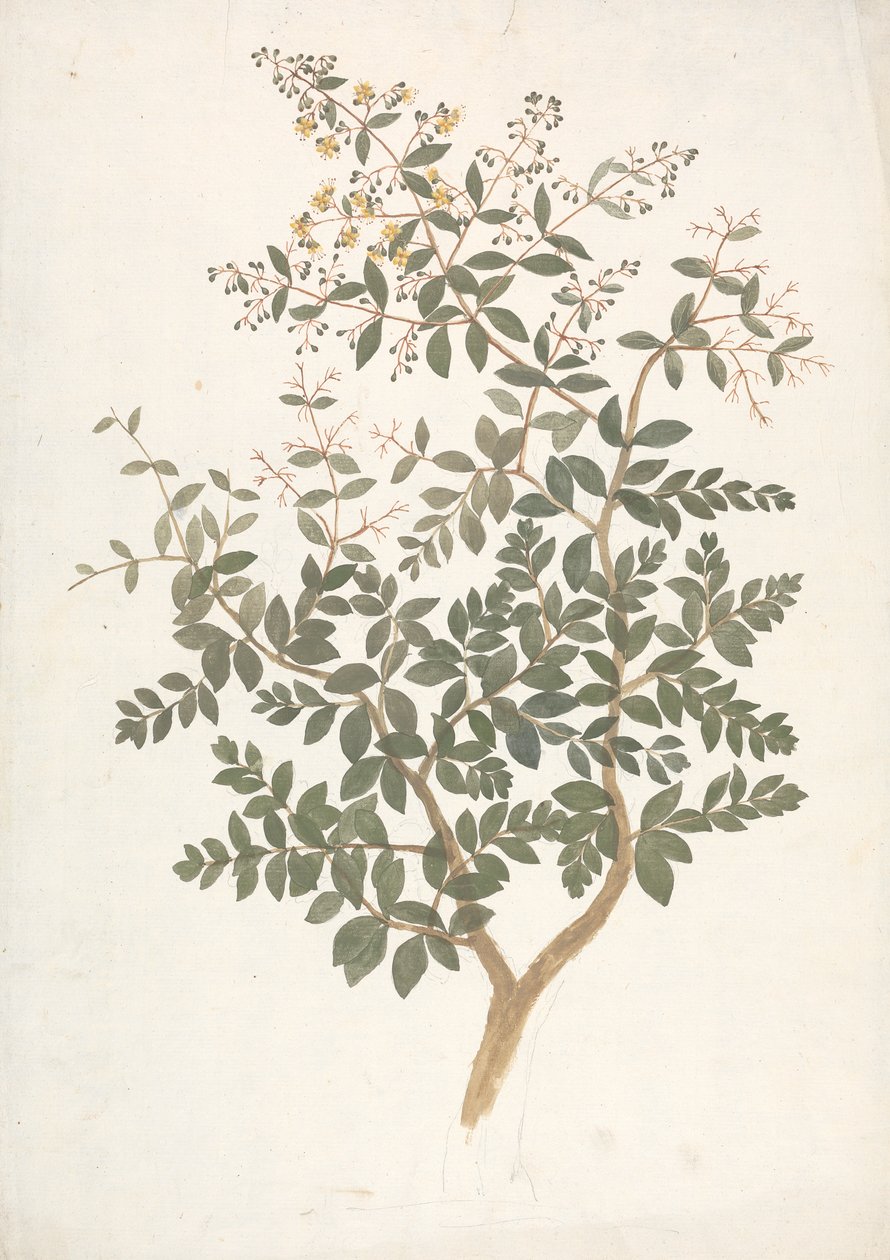 Lawsonia inermis L.（Henna）：花叶嫩枝成品图 作者 詹姆斯·布鲁斯