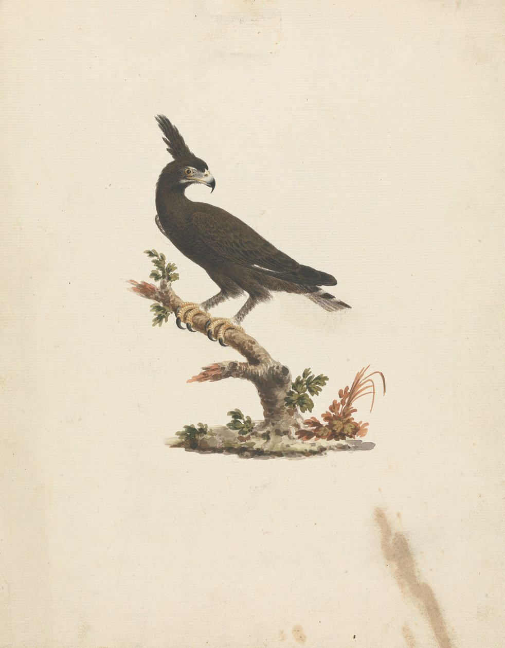 Lophaetus occipitalis（长冠鹰） 作者 詹姆斯·布鲁斯
