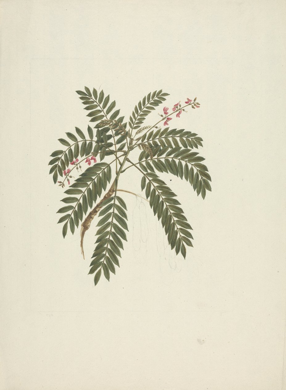 Millettia ferruginea (Hochst) Baker：绘制完成 作者 詹姆斯·布鲁斯