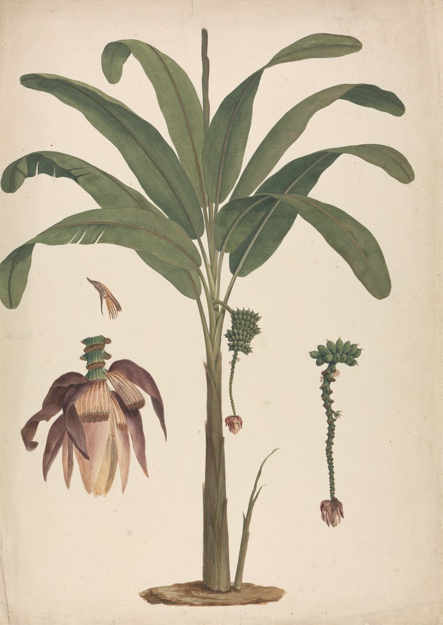 Musa x sapientum L.（香蕉）：带有花序细节的成品图 作者 詹姆斯·布鲁斯