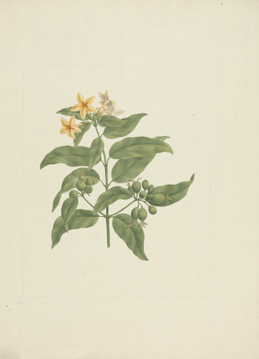 玉叶金花 (Mussaenda arcuata Lam)。 前波尔。 : 没有细节的成品图 作者 詹姆斯·布鲁斯