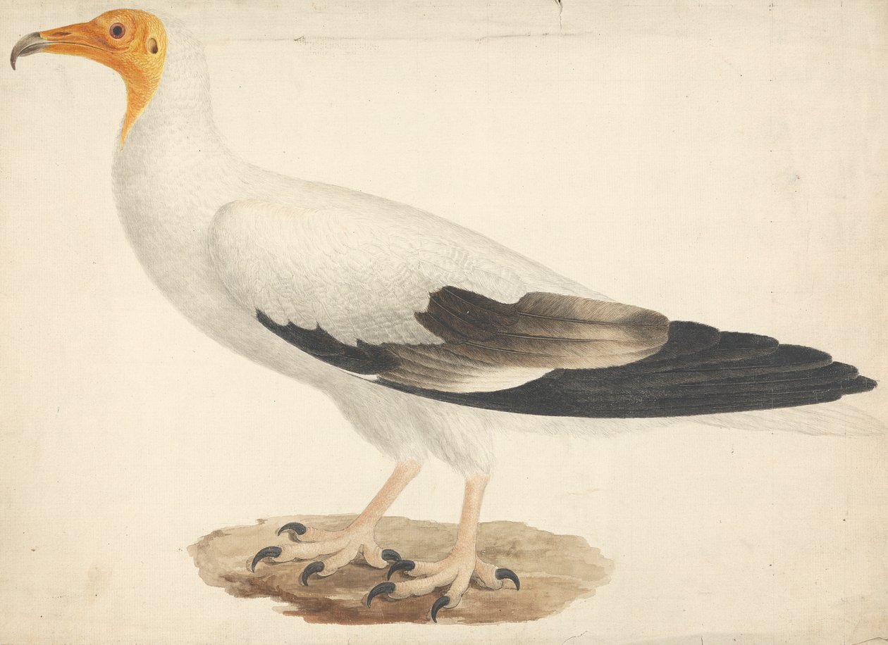 Neophron percnopterus（埃及秃鹫） 作者 詹姆斯·布鲁斯