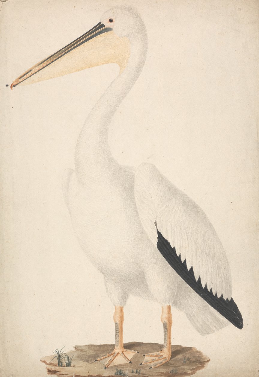 Pelecanus onocrotalus（大白鹈鹕） 作者 詹姆斯·布鲁斯